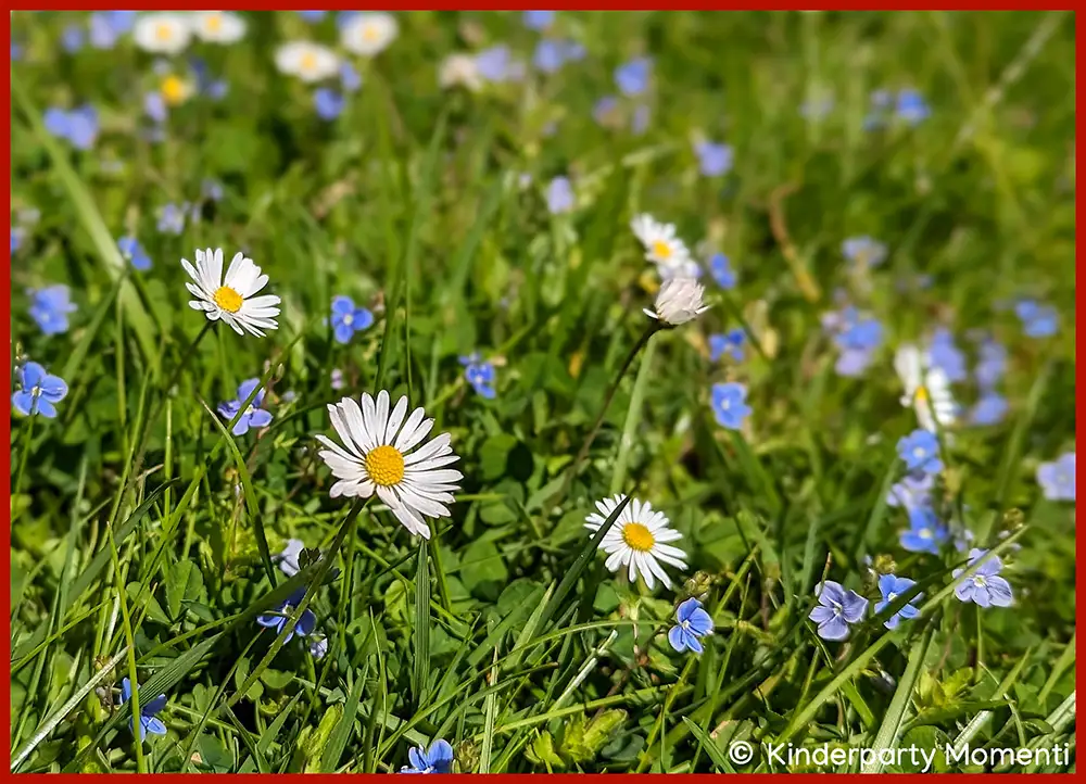Wiese mit weißen Gänseblümchen und kleinen blauen Blüten