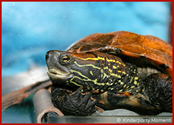 Schildköte im Terrarium