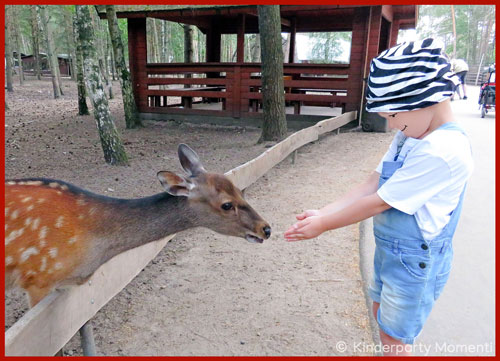 Tierpark - Kind füttert Reh