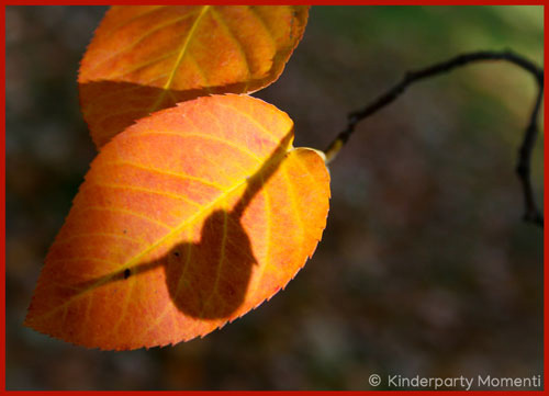 Auf einem Herbstblatt liegt ein Schatten in Form eines Herzens