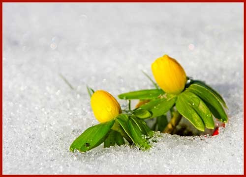 zwei kleine gelbe Winterling Blumen im Schnee