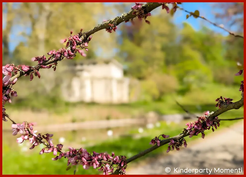 Blühender Zweig in einem Park Zweig mit rosa Blüten vor unscharfem Pavillon und Teich in einem Park